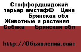 Стаффордшидский терьер амстафФ › Цена ­ 3 000 - Брянская обл. Животные и растения » Собаки   . Брянская обл.